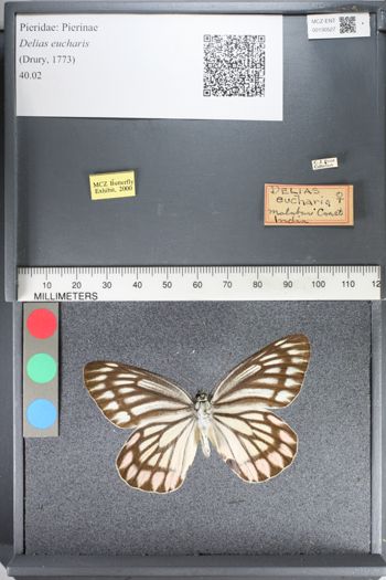 Media type: image;   Entomology 130527